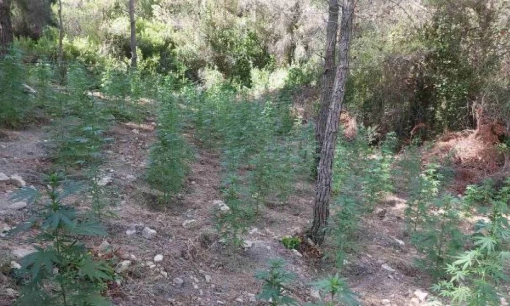 ΕΛ.ΑΣ.: Εντοπίστηκε φυτεία με περίπου 800 δενδρύλλια κάνναβης στο Αλεποχώρι Μεγάρων